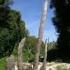 alberi travolti dalle acque nel letto di una cava
